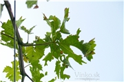vinic_krupy_01