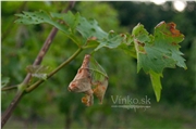 vinic_krupy_02