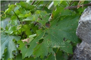 vinic_krupy_05