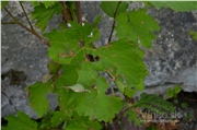 vinic_krupy_07