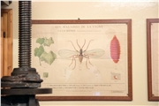 cmsauvignon15