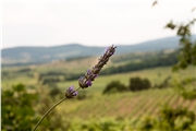 levanduľa a pezinské vinice po tretí krát