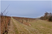 Rizling vlašský