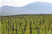 Vinica pod Monte Taburno