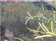 dsc01009