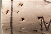 detail