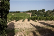 Vinica Poggio Rosso