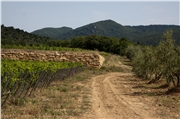 San Felice vinice