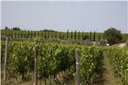 San Felice vinice