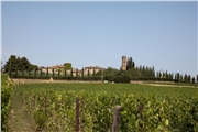 San Felice vinice