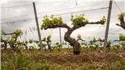 Vinice AOC Faugeres
