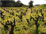 Vinice Picpoul de Pinet....