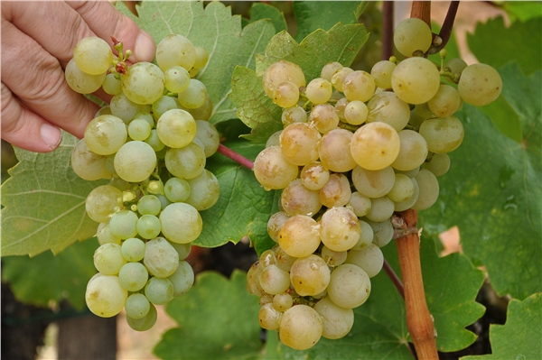 Furmint