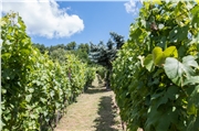 Vinica na pomerne strmom svahu