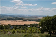 Vinice v Pukanci