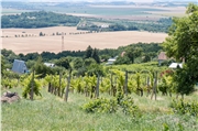 Vinice v Pukanci