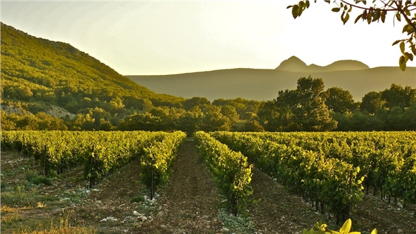 Terrasses du Larzac
