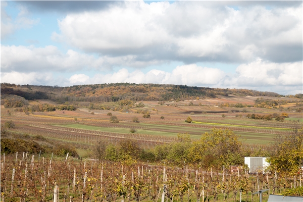Vinice Leithabergu