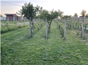 Vinohrad - Hora Prédium - Vráble (foto 5_2022)