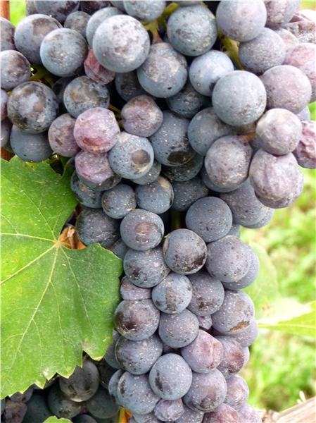 close_up_of_nebbiolo_cluster_in_italy
