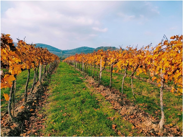 climvino_pic_vineyard_02