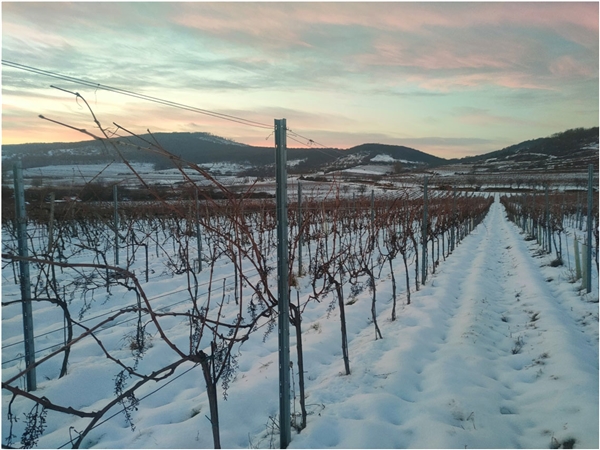 climvino_pic_vineyard_01