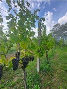 vinica_2022