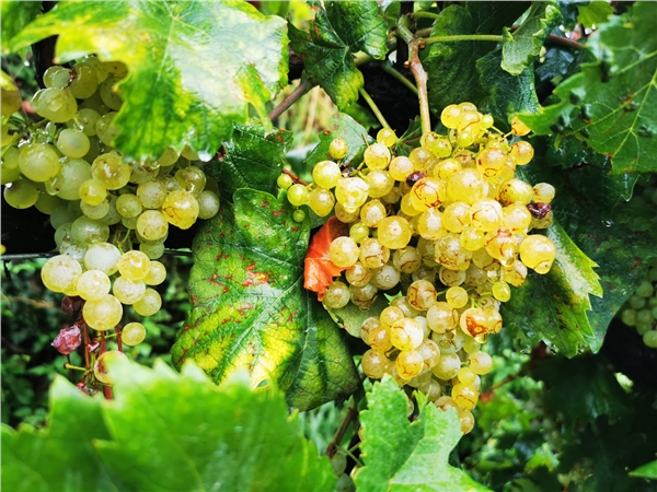 glera_cartizze_01_prosecco_tondo