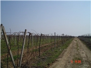DSC00856