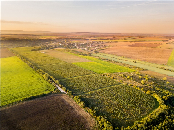 Bundas vineyard