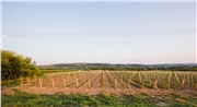 hony_dubnik_bundas_zamocke_vinarstvo_04