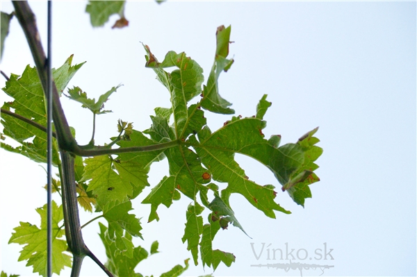 vinic_krupy_01