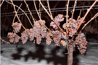 vinidi04