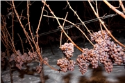 vinidi07