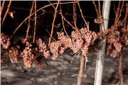 vinidi08