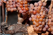 vinidi09