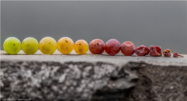 12shadesofriesling